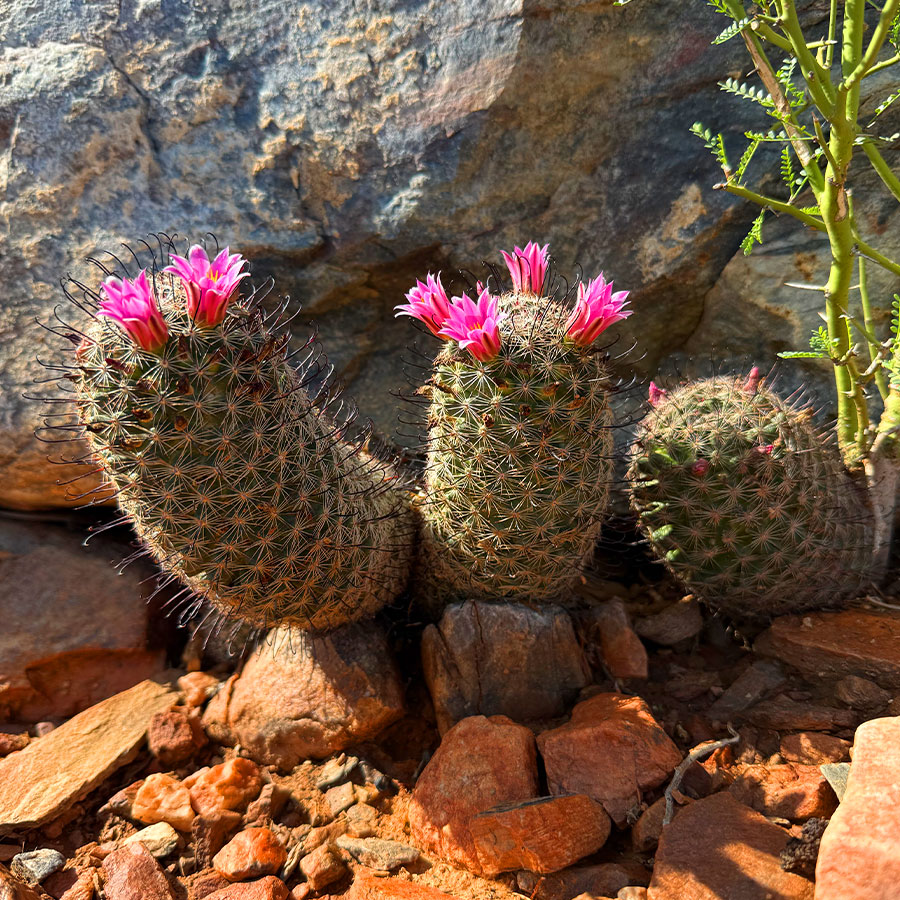 One Hundred Hills Homeowner Association | Cactus and Flowers